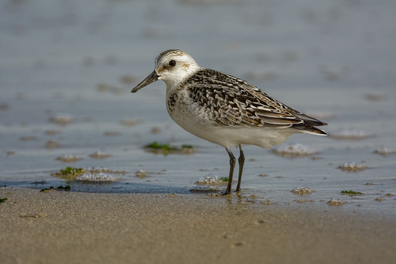 Piovanello tridattilo (Calidris alba)